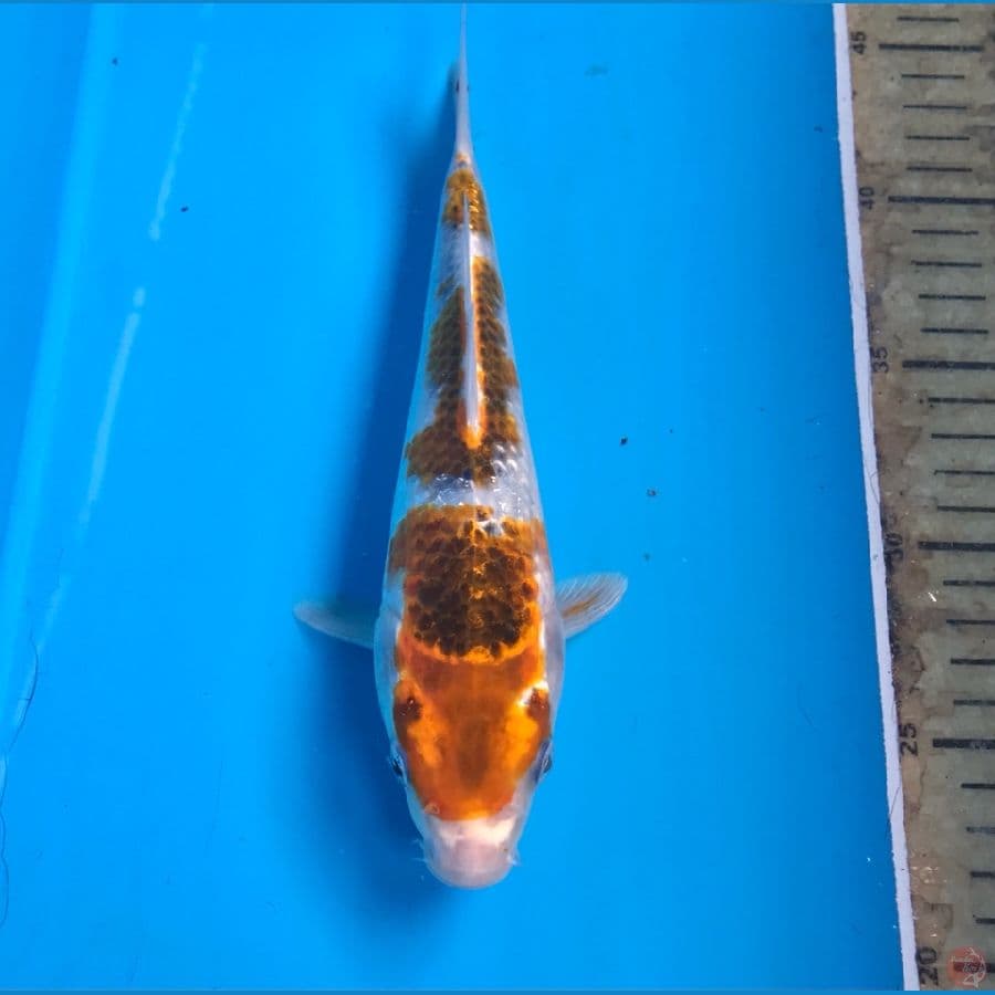 sochikubai 23cm