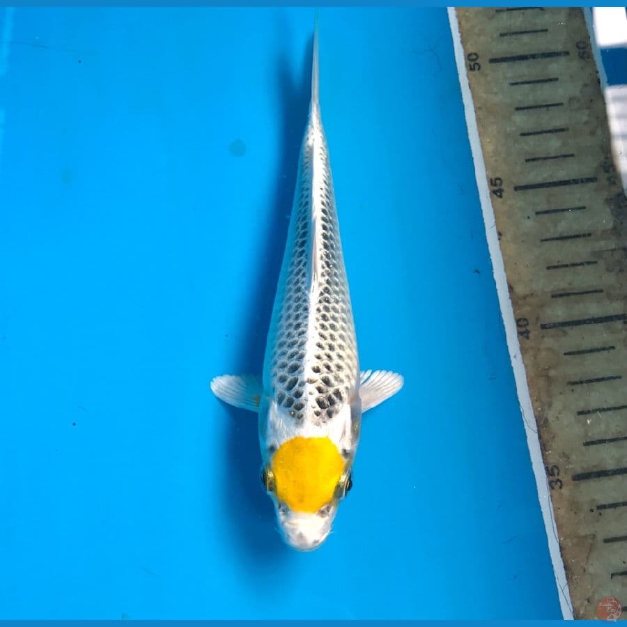 tancho kirin 18cm