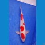 Kohaku 30