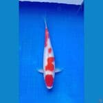 Kohaku 30