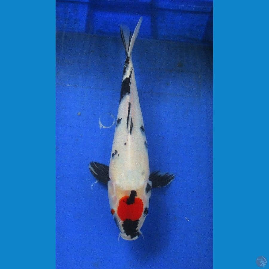 tancho showa ±36cm