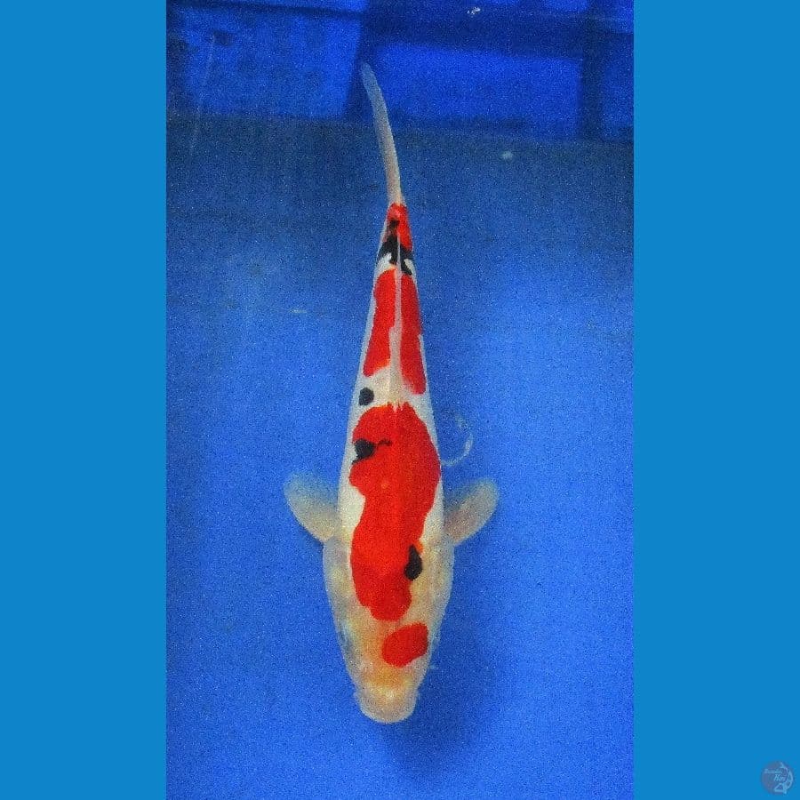 Doitsu showa ±30cm