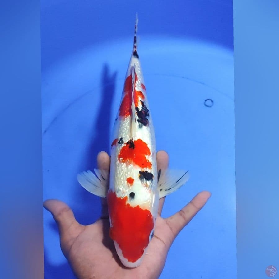 SANKE GINDRIN MALE 35CM