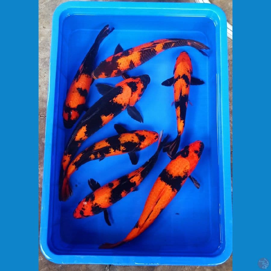 Paket hiutsuri jozz tembus 30-40cm