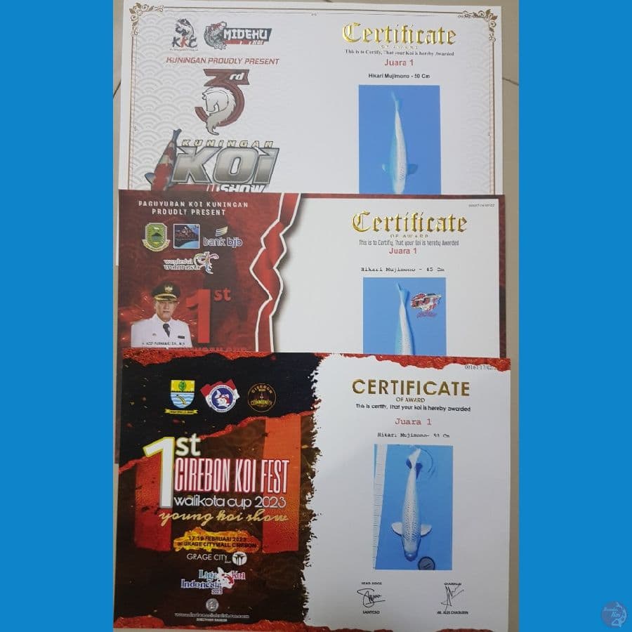 HIKARI MUJIMONO JUMBO, SQ 3X JUARA 1