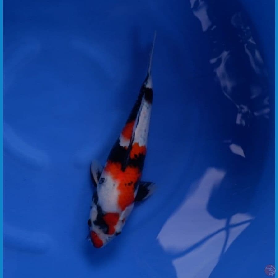 SHOWA ISA KOI FARM