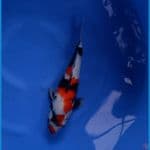 SHOWA ISA KOI FARM