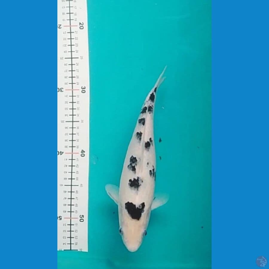 Bekko 23 cm