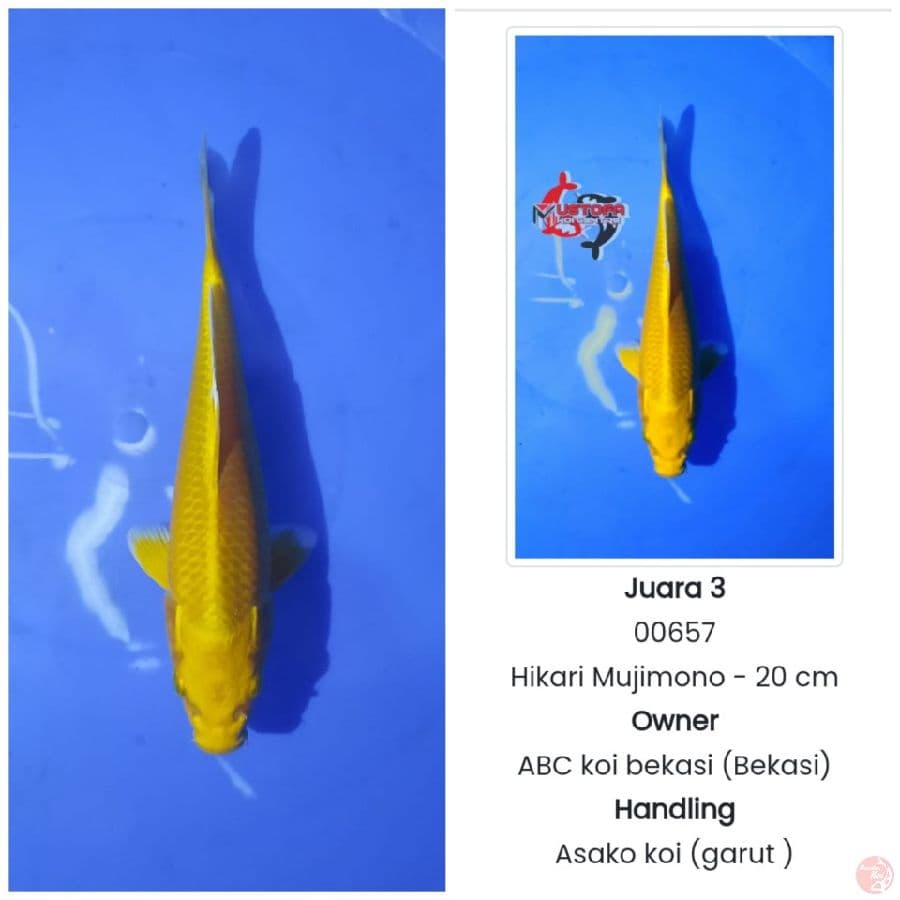 SQ Yamabuki Ogon 30 cm 