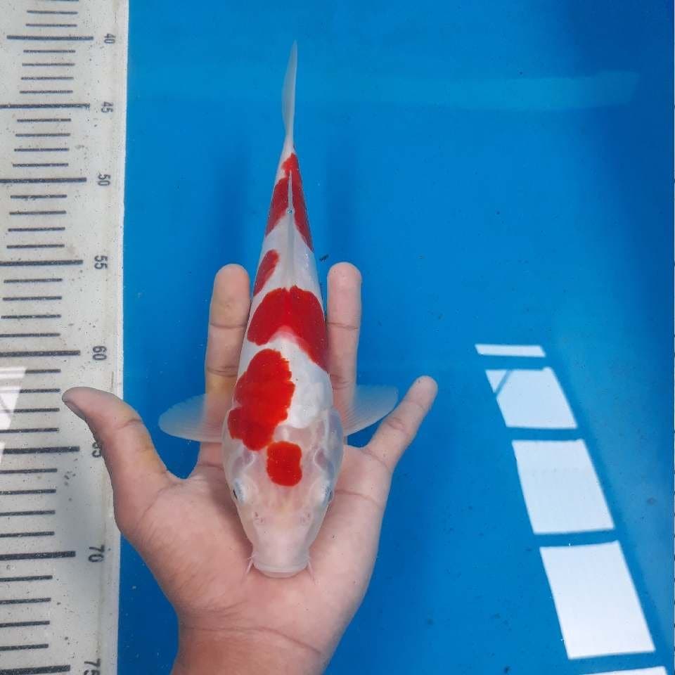 Kohaku Doitsu (24cm)
