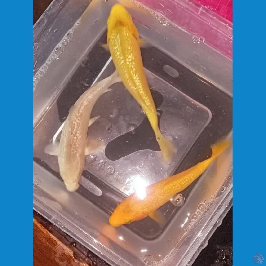 paket ginrin C 15 bu bahan keep