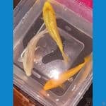 paket ginrin C 15 bu bahan keep