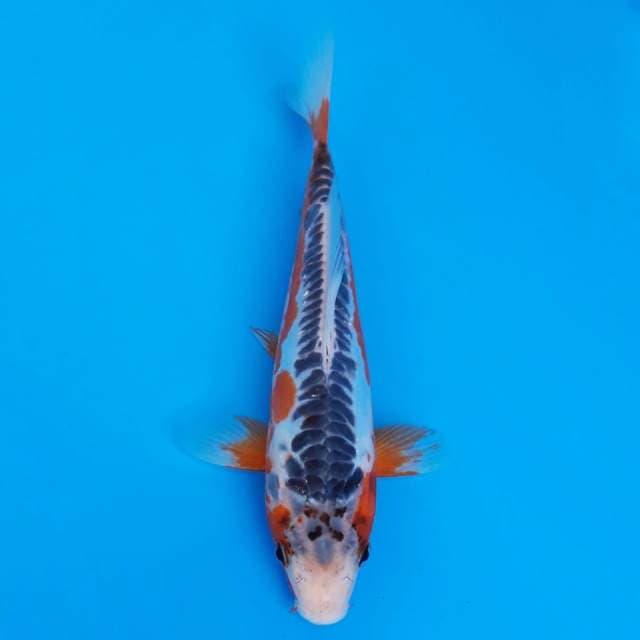 shusui