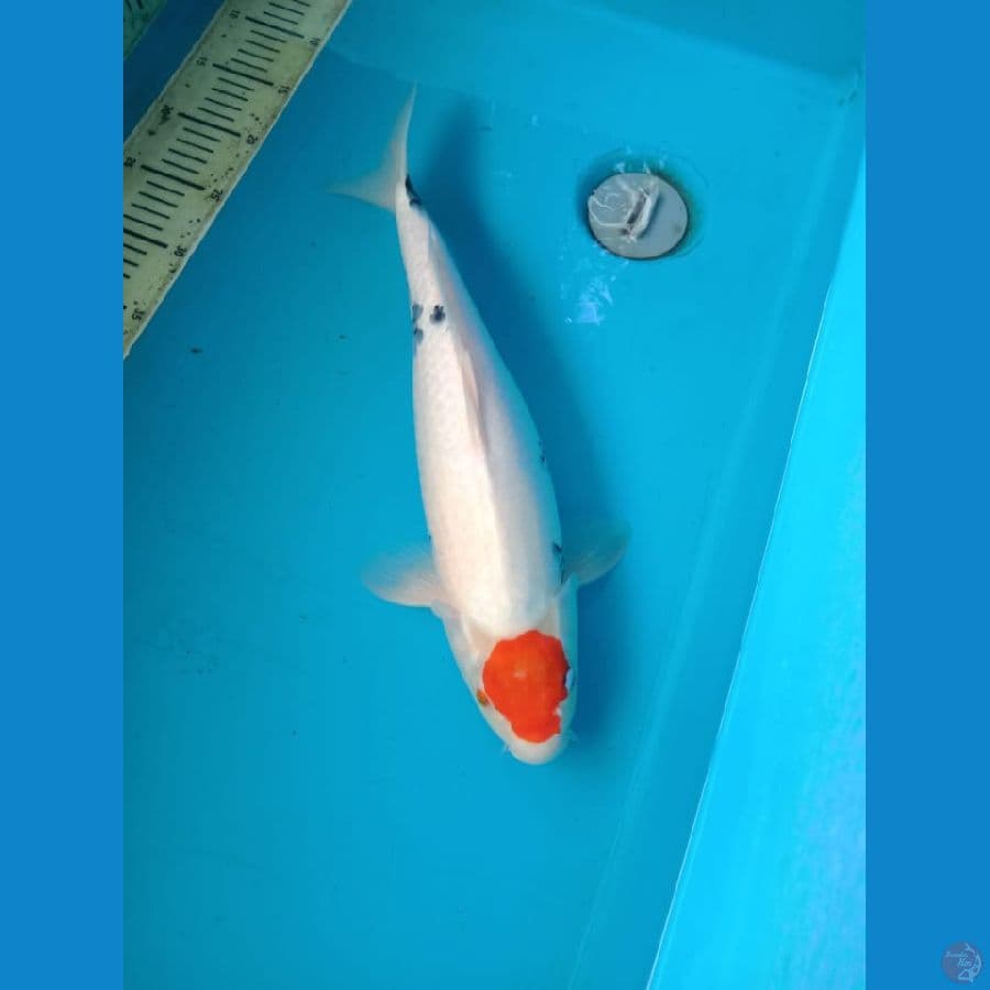 showa 42 cm Female