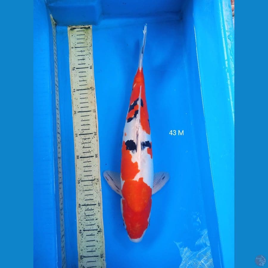 shanke doit 42cm Male