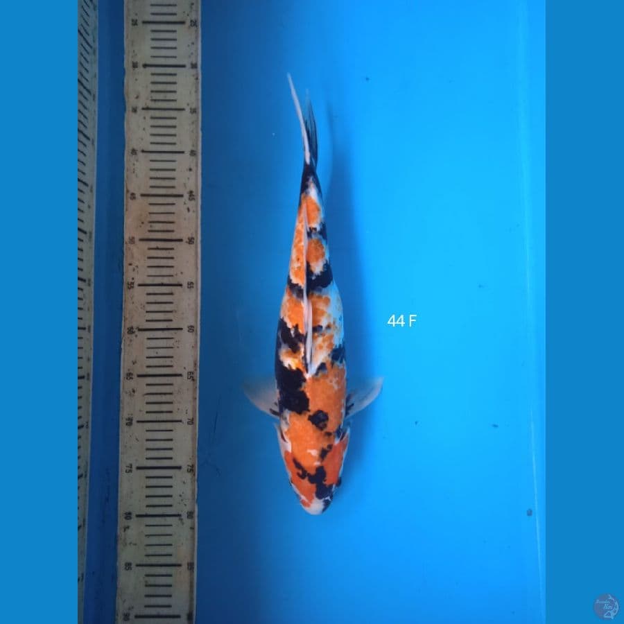 showa 44cm Female