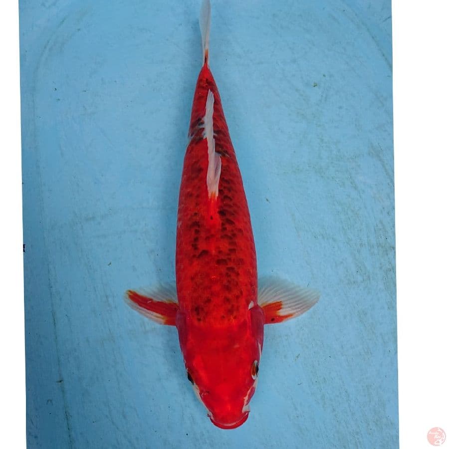 GHOSIKI 40 CM