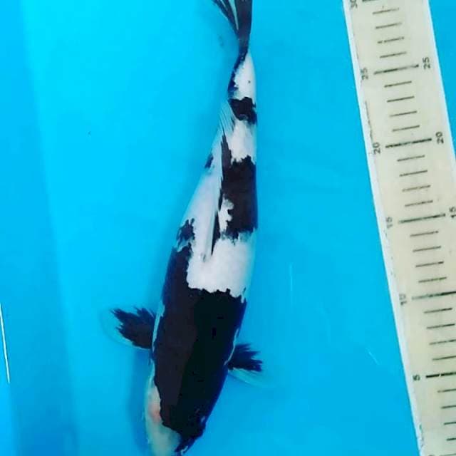 Shiro 33cm