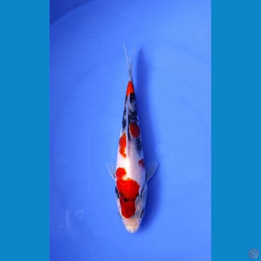 22cm original