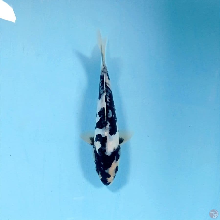 shiri doitsu, 18 cm