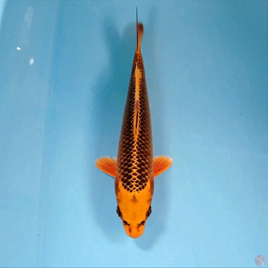 kin matsuba, 22 cm