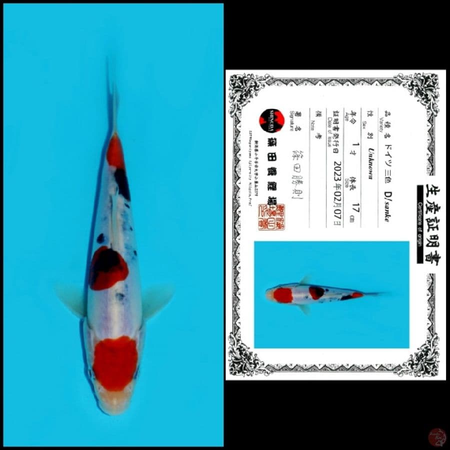 Doitsu Maruten Sanke Shinoda 17cm