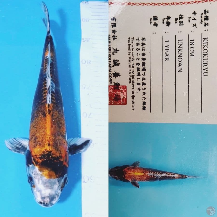 marusei kikokuryu 33cm