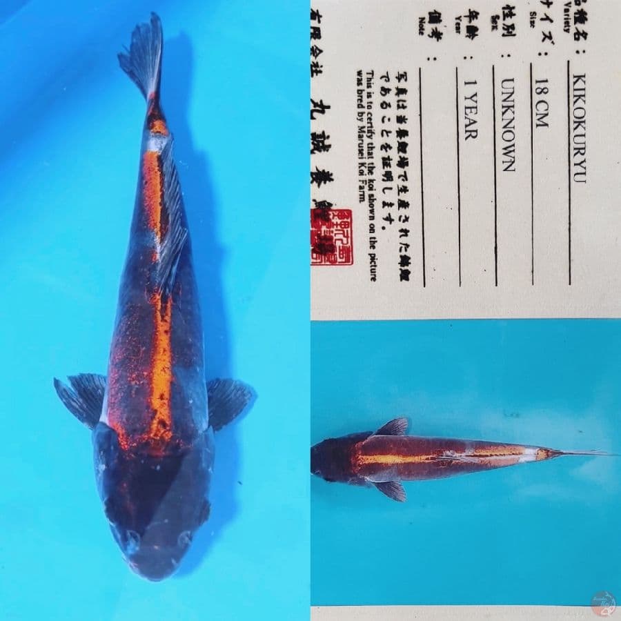 marusei kikokuryu 34cm