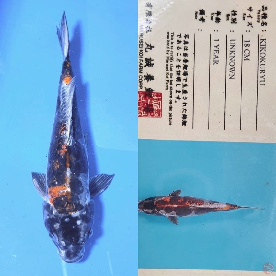 marusei kikokuryu 38cm