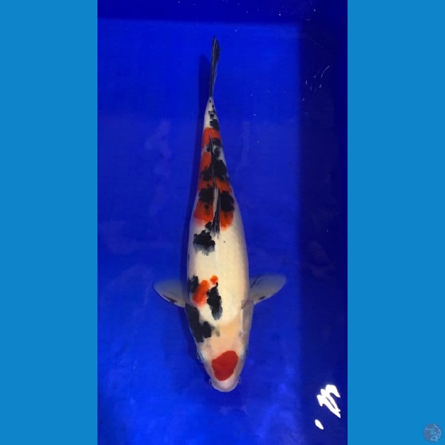 34cm ori
