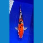 38cm jantan ori