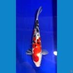 35cm jantan ori