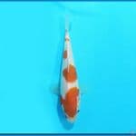 Kohaku 17 cm