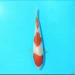 Kohaku 17 cm