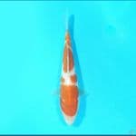 Kohaku 17 cm