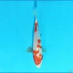 Kohaku 19 cm