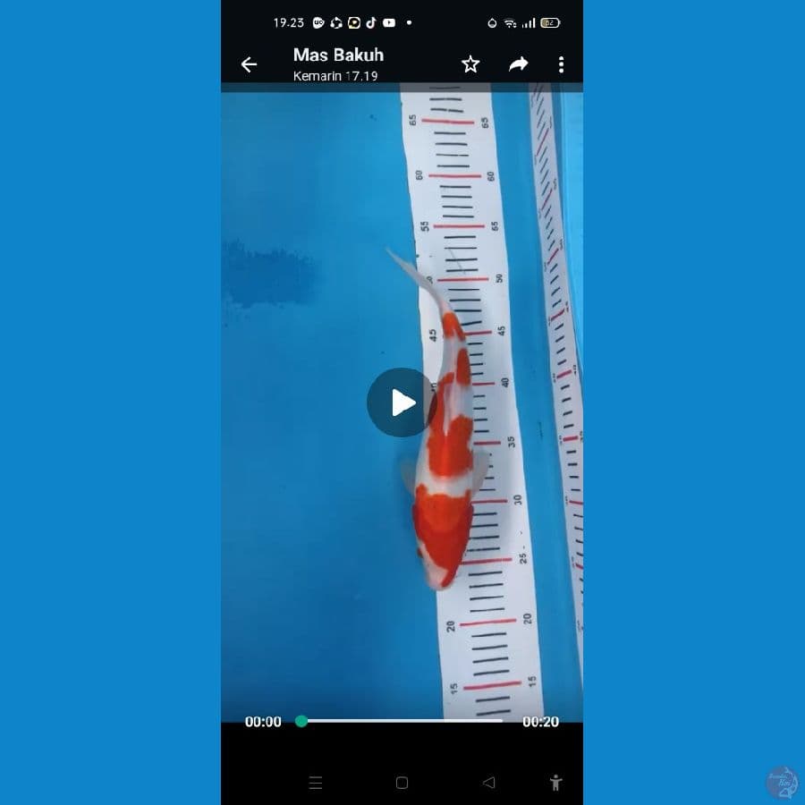 kohaku 31cm