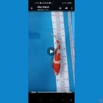 kohaku 31cm