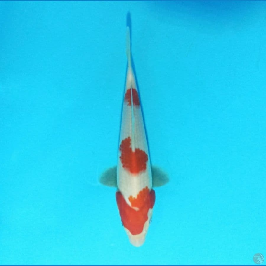 Kohaku 19 cm