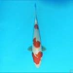 Kohaku 19 cm