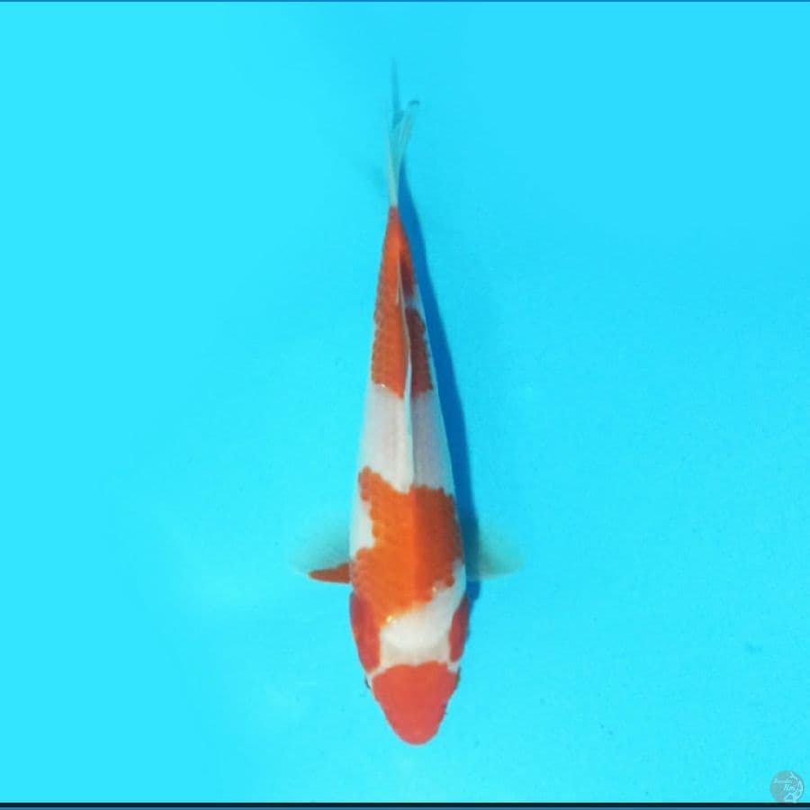 Kohaku 18 cm
