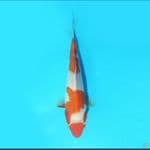 Kohaku 18 cm