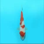Kohaku 17 cm