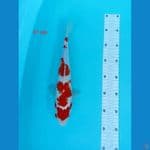 KOHAKU 31cm