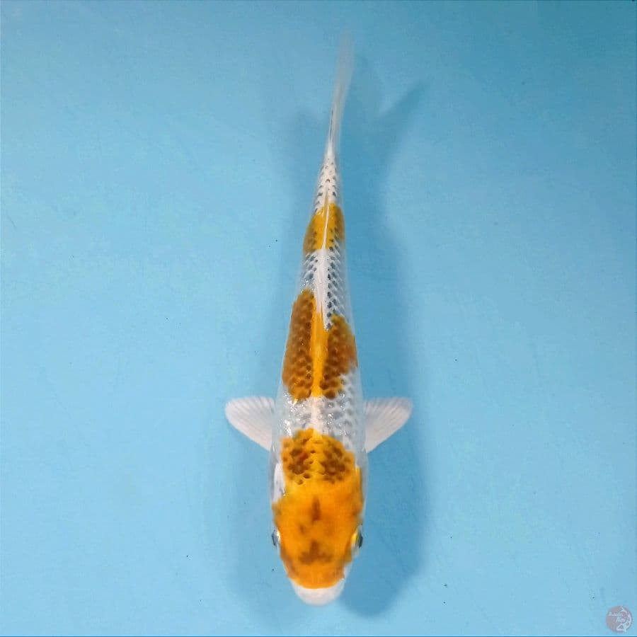 kujaku, 16 cm