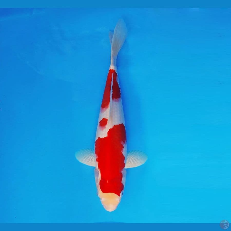 MARUBENI 4 - Kohaku 29 cm/male ®