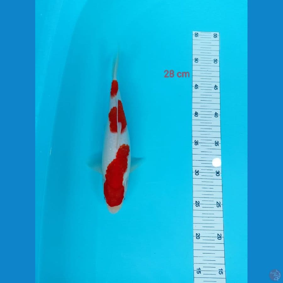 KOHAKU 28cm
