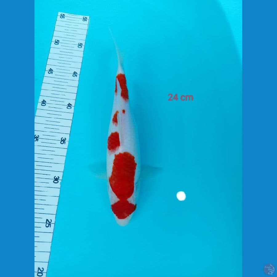 KOHAKU 34cm