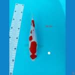 KOHAKU 34cm