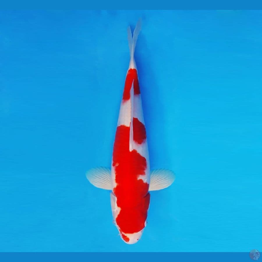 MARUBENI 8 - Kohaku 33 cm/male ®